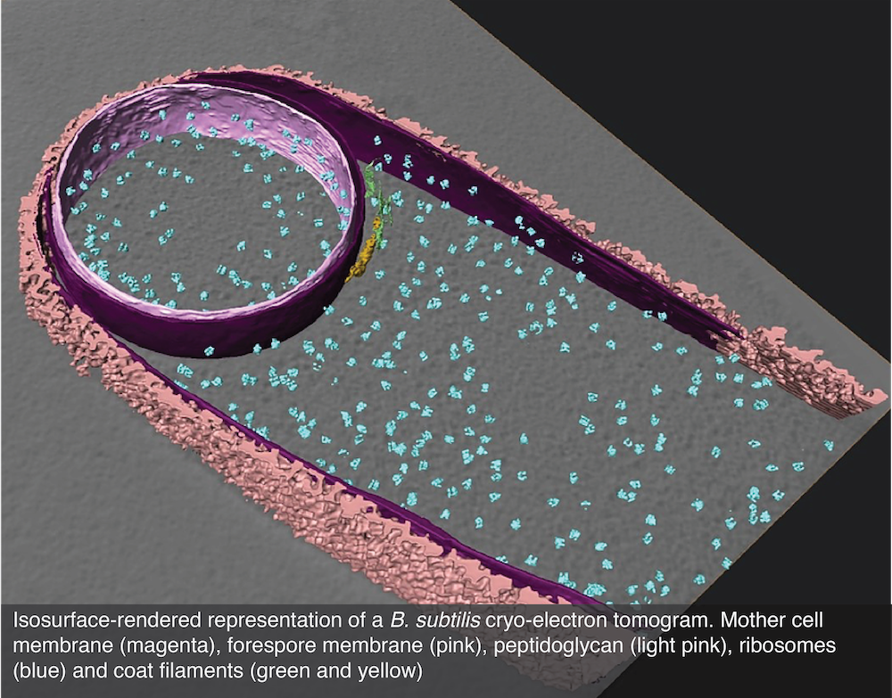 bacillus bacteria diagram